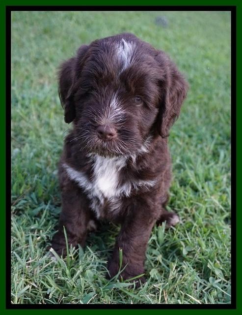 Liza Camo pups 6 wks old 221