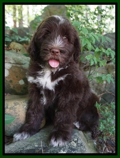 Liza Camo pups 8 wks old 221