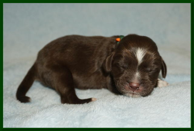 Newborn Green Boy Liza Camo