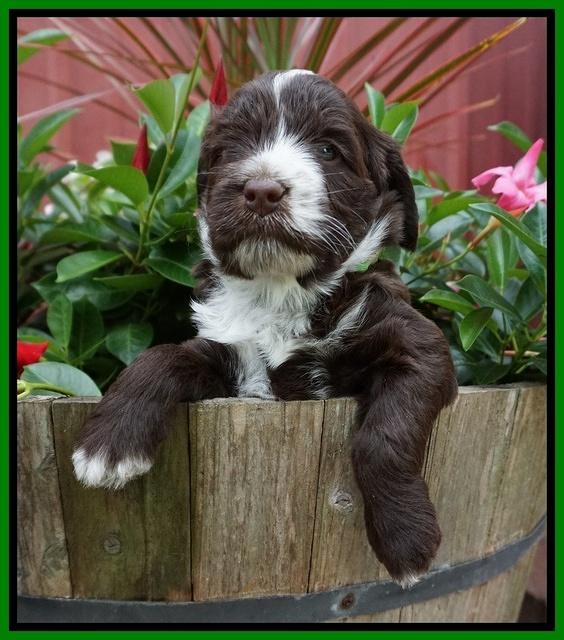 Liza Camo pups 4 wks old 291