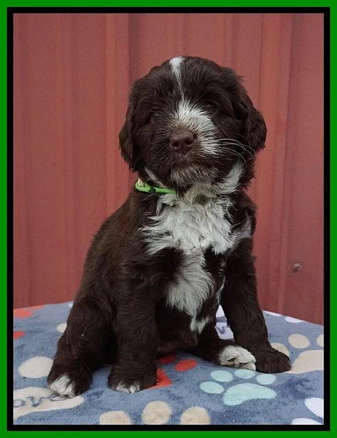 Liza Camo pups 5 wks old 311