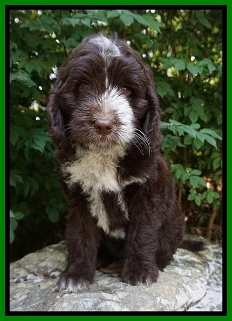 Liza Camo pups 8 wks old 61