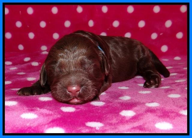 Liza Camo pups 1 wk olf 171