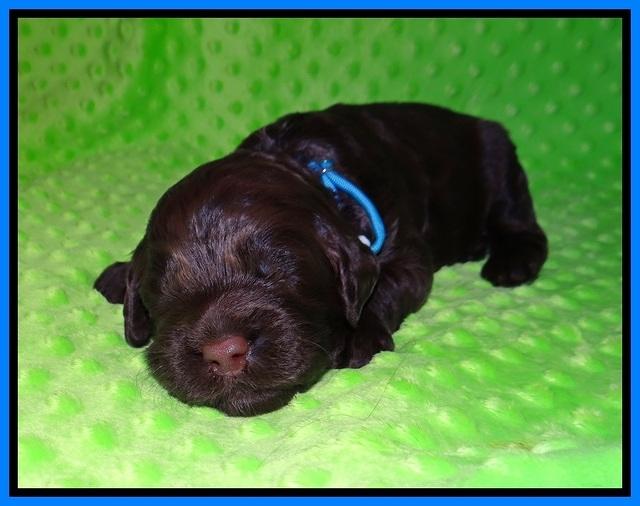Liza Camo pups 2 wks old 211