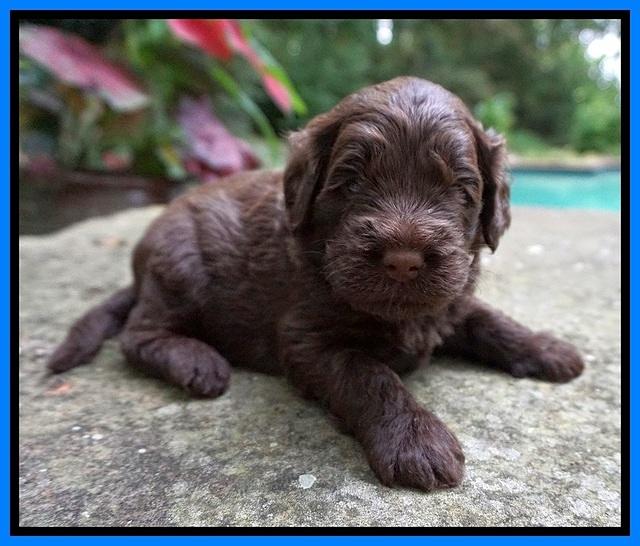 Liza Camo pups 3 wks old 261