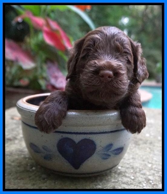 Liza Camo pups 3 wks old 271