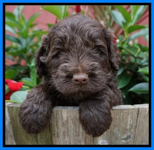 Liza Camo pups 4 wks old 341