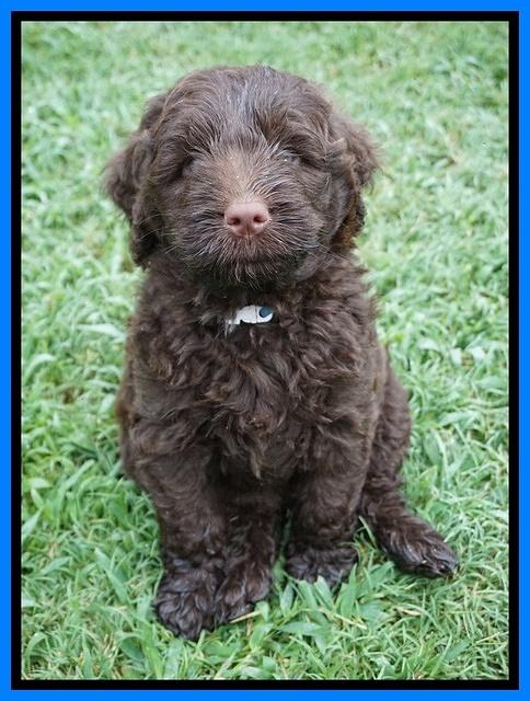 Liza Camo pups 6 wks old 321