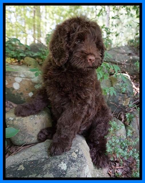 Liza Camo pups 8 wks old 25000