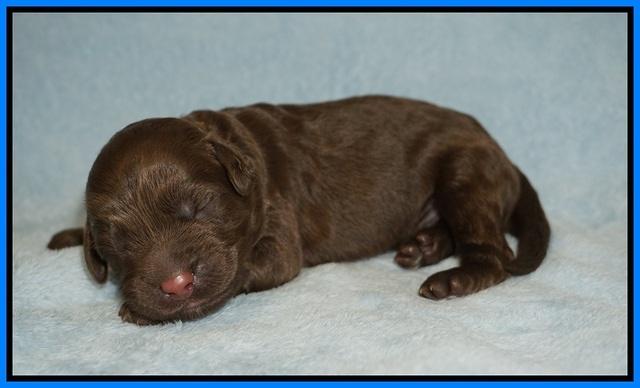 Newborn lt blue Boy Liza Camo