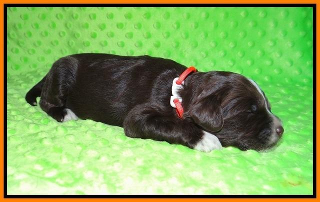 Liza Camo pups 2 wks old 191