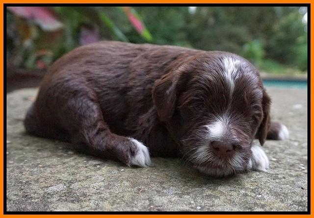 Liza Camo pups 3 wks old 211
