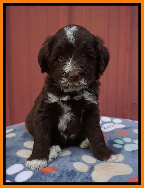 Liza Camo pups 5 wks old 241