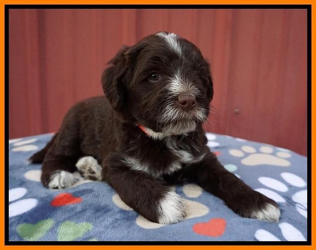 Liza Camo pups 5 wks old 271