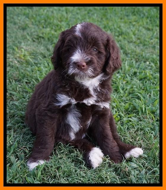 Liza Camo pups 6 wks old 231