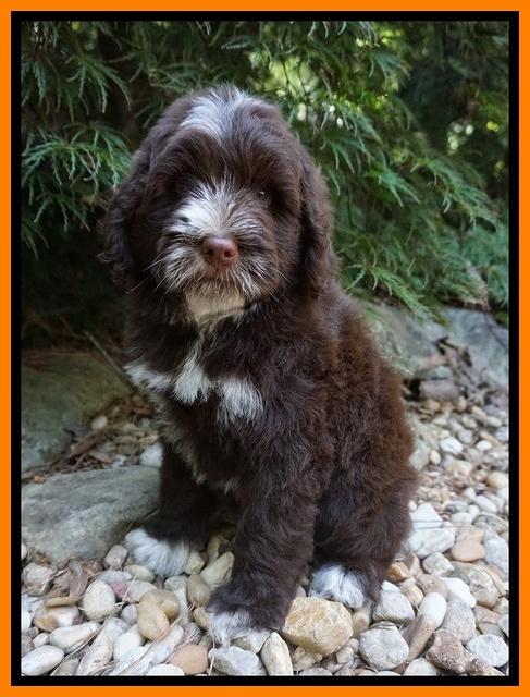 Liza Camo pups 8 wks old 141