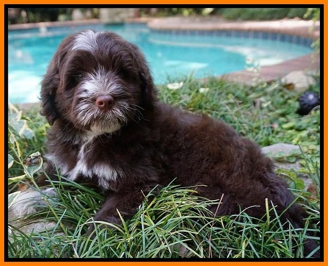 Liza Camo pups 8 wks old 151