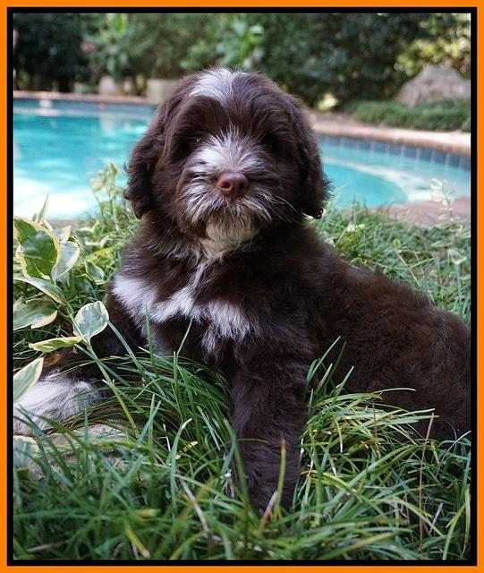 Liza Camo pups 8 wks old 161