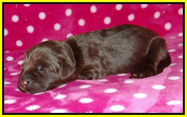 Liza Camo pups 1 wk olf 151
