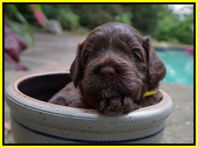 Liza Camo pups 3 wks old 291