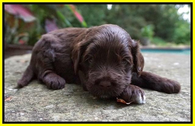 Liza Camo pups 3 wks old 301