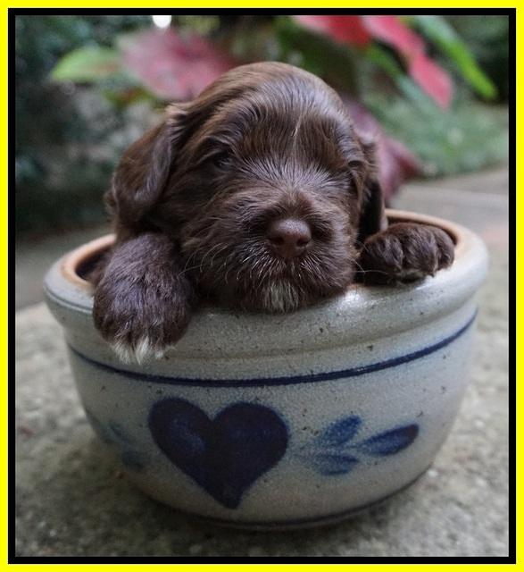 Liza Camo pups 3 wks old 311