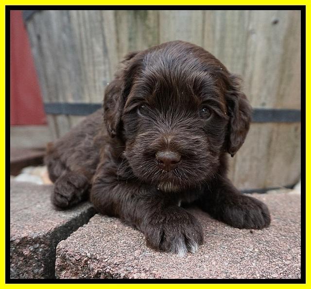 Liza Camo pups 4 wks old 381