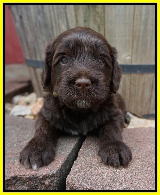 Liza Camo pups 4 wks old 401