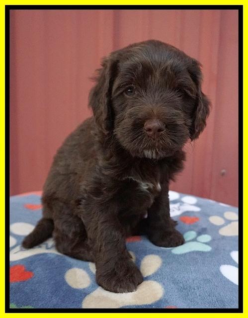 Liza Camo pups 5 wks old 381