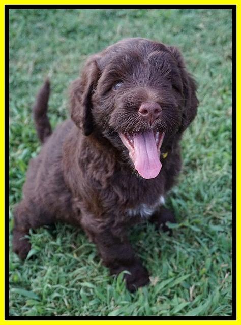 Liza Camo pups 6 wks old 361