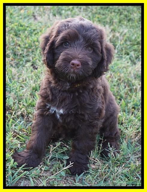 Liza Camo pups 7 wks old 431