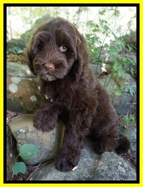 Liza Camo pups 8 wks old 1311