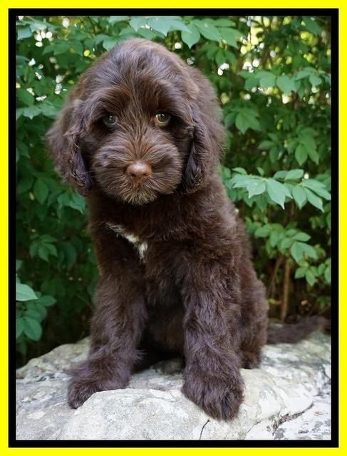 Liza Camo pups 8 wks old 2311