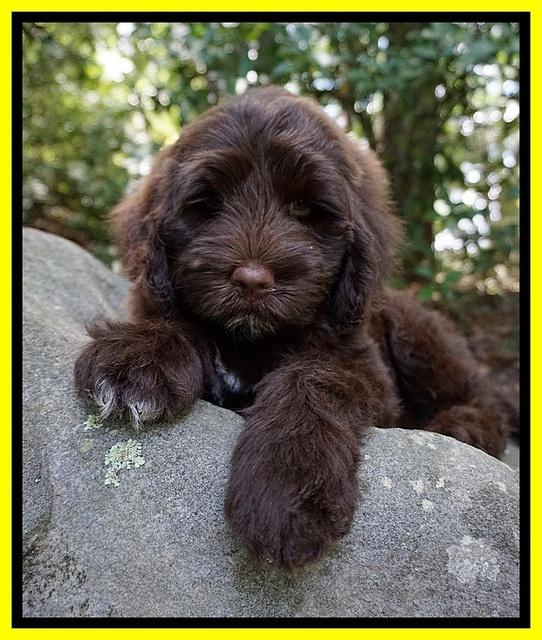Liza Camo pups 8 wks old 4311