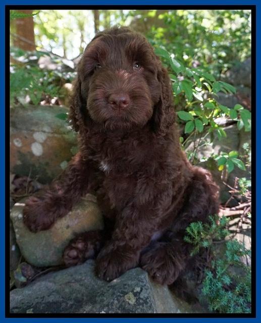 London Trace pups 1232