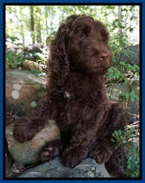 London Trace pups 2232