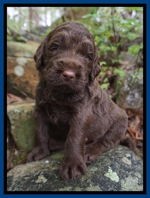 London Trace pups 3 wks old 31