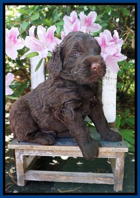 London Trace pups 4 wks old 21