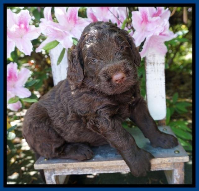 London Trace pups 4 wks old 31