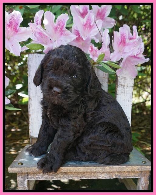 London Trace pups 4 wks old 51