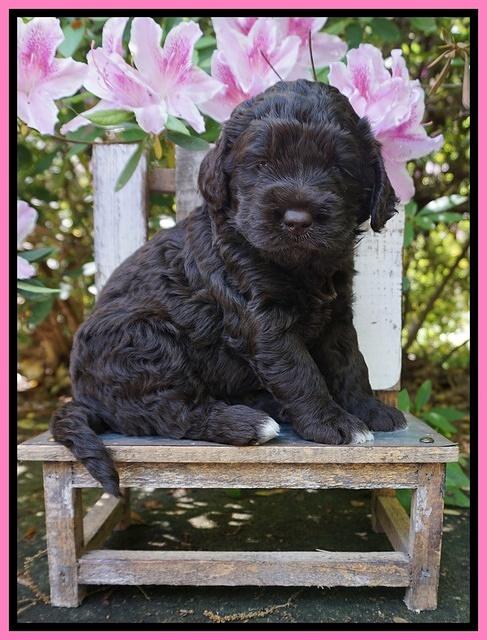 London Trace pups 4 wks old 61