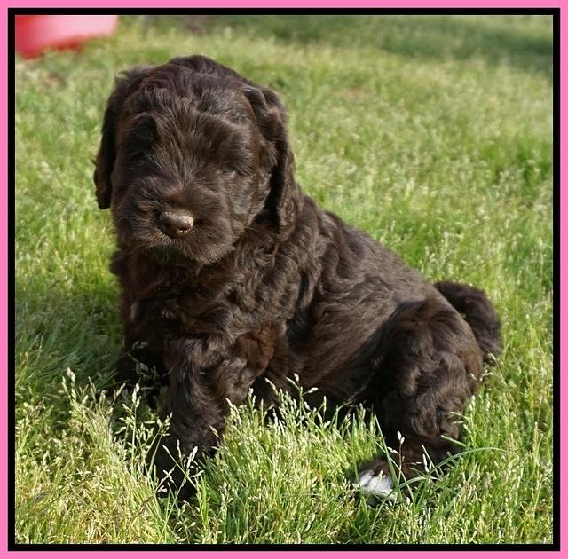 London Trace pups 5 wks old 61