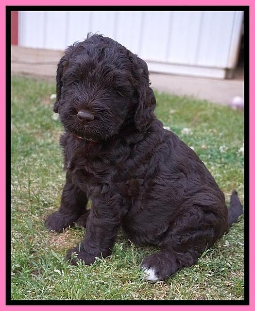 London Trace pups 5 wks old 6100