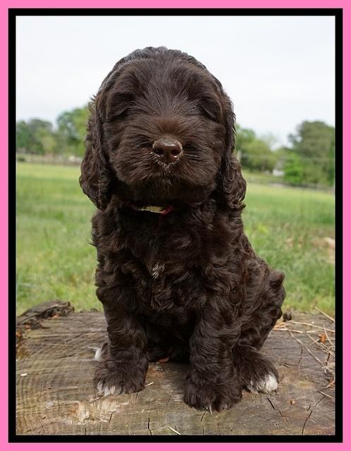 London Trace pups 6 wks old 81