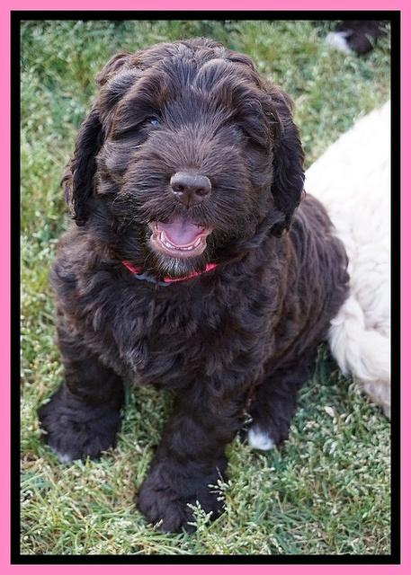 London Trace pups 7 wks old 41