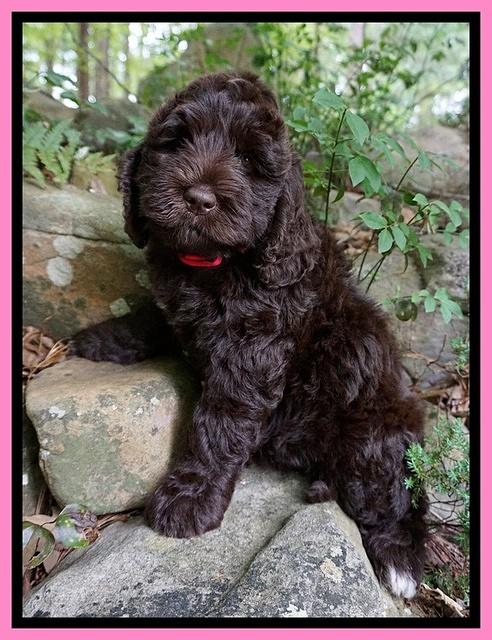 London Trace pups 8 wks old 161