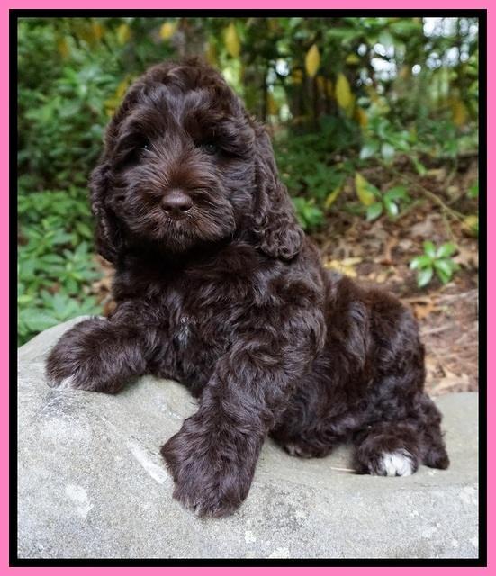 London Trace pups 8 wks old 191