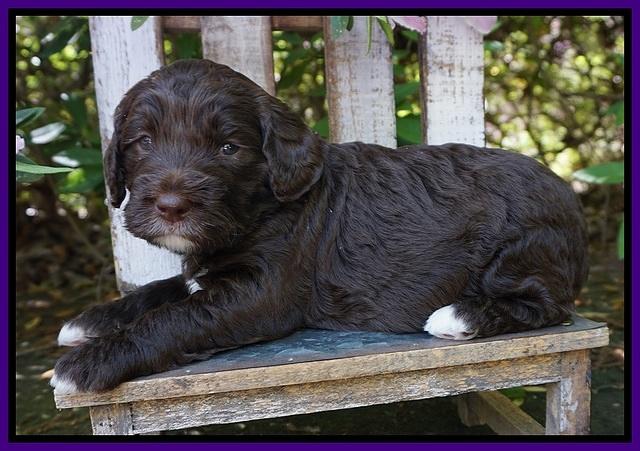 London Trace pups 4 wks old 111
