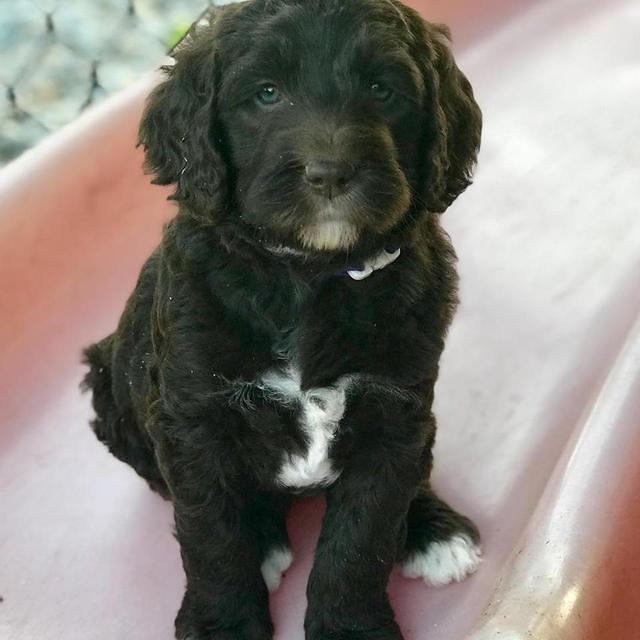 London Trace pups 6 wks old 250