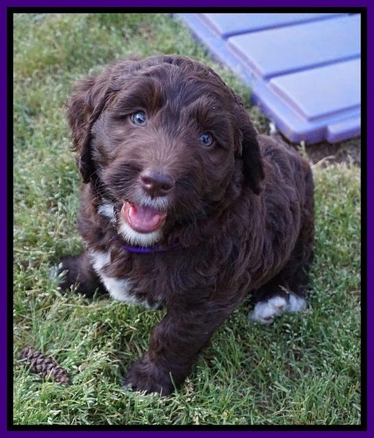 London Trace pups 7 wks old 111